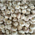 Top Quality of New Crop Fresh White Garlic